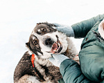 Собаки в Москве: Дымка ищет дом! Девочка, Бесплатно - фото 2