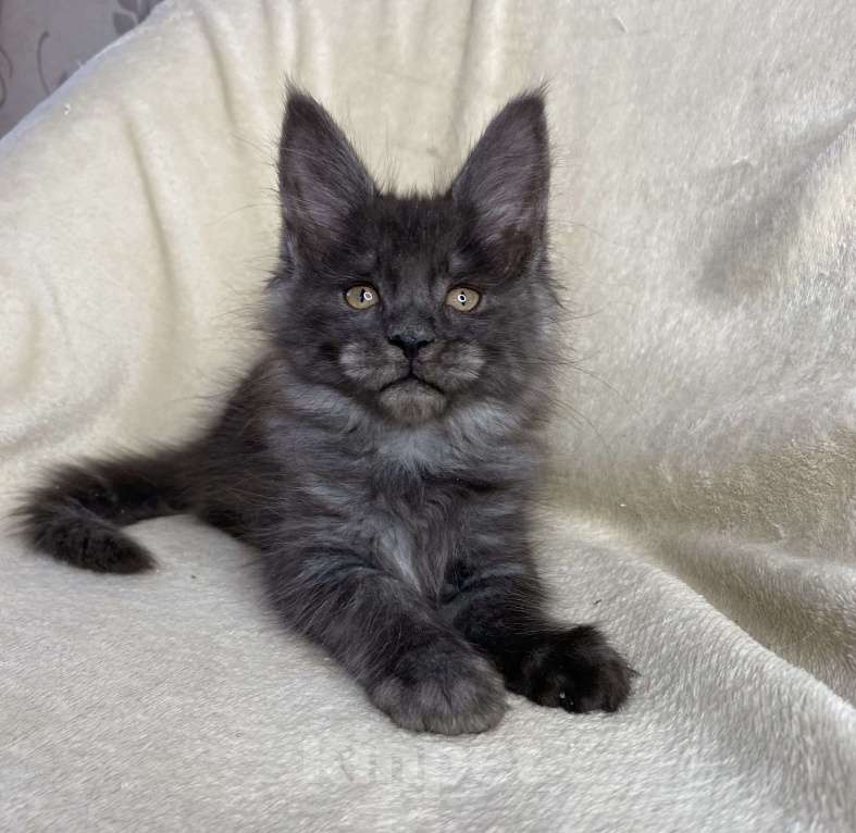 Кошки в Дмитрове: Черная дымчатая девочка мейн кун Yanetta Девочка, 15 000 руб. - фото 6
