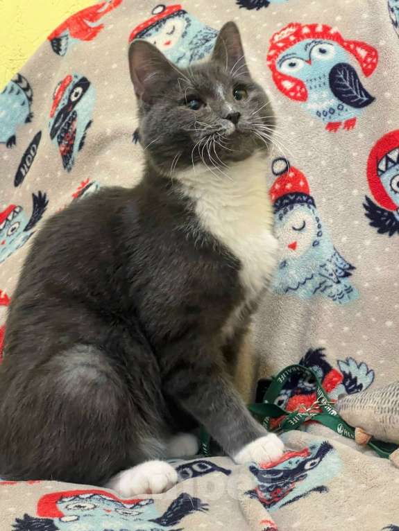 Кошки в Санкт-Петербурге: Котенок Дымок 6 месяцев Мальчик, Бесплатно - фото 6