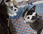 Собаки в Салавате: Щенки кардиганчики Мальчик, 40 000 руб. - фото 1