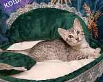 Кошки в Санкт-Петербурге: Котята редкой породы Египетская мау  Девочка, Бесплатно - фото 5