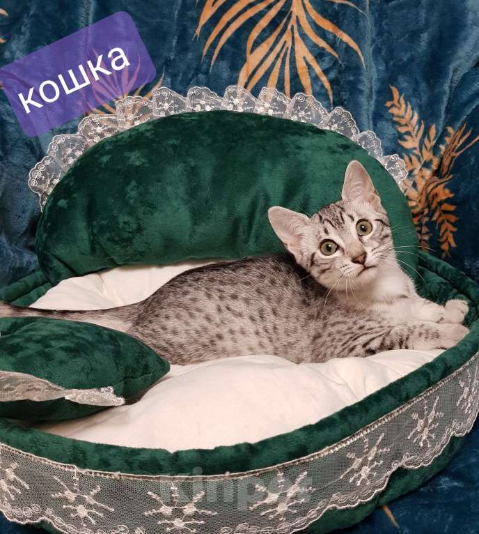 Кошки в Санкт-Петербурге: Котята редкой породы Египетская мау  Девочка, Бесплатно - фото 5