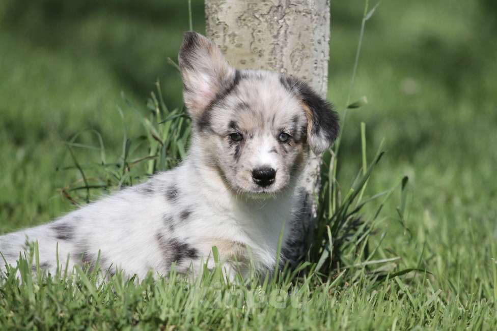 Собаки в Москве: Вельш корги кардиган-девочка Девочка, 80 000 руб. - фото 4