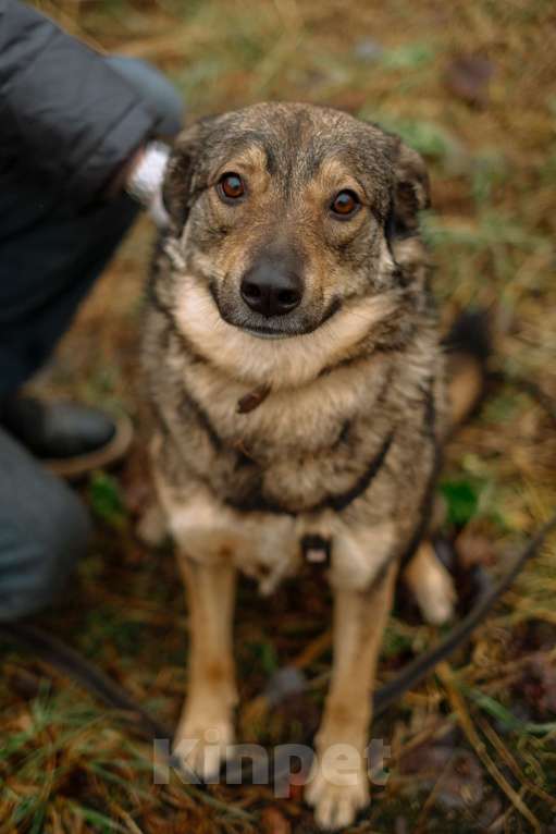 Собаки в Санкт-Петербурге: Уютная Кэрри из приюта Девочка, Бесплатно - фото 6