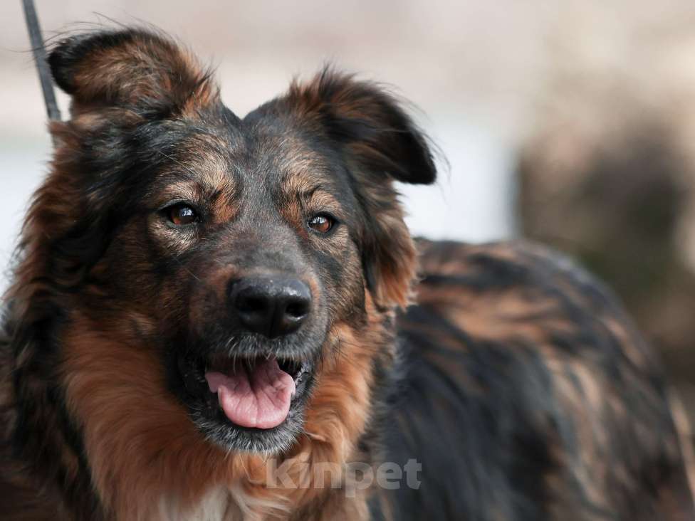 Собаки в Москве: Собака из приюта в добрые руки Девочка, 99 руб. - фото 3