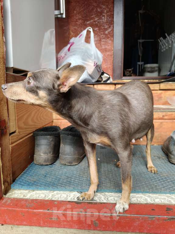 Собаки в Нижнем Новгороде: Нашла собаку.  Девочка, Бесплатно - фото 2