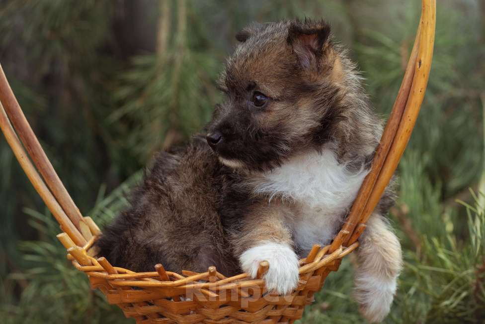 Собаки в Москве: мелкаш Мики в добрые руки Мальчик, Бесплатно - фото 6