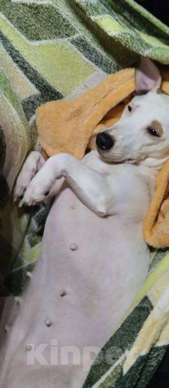 Собаки в Чехове: Отдаю в добрые руки Девочка, Бесплатно - фото 3