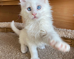 Кошки в Екатеринбурге: голубоглазый малыш Мальчик, 35 000 руб. - фото 4