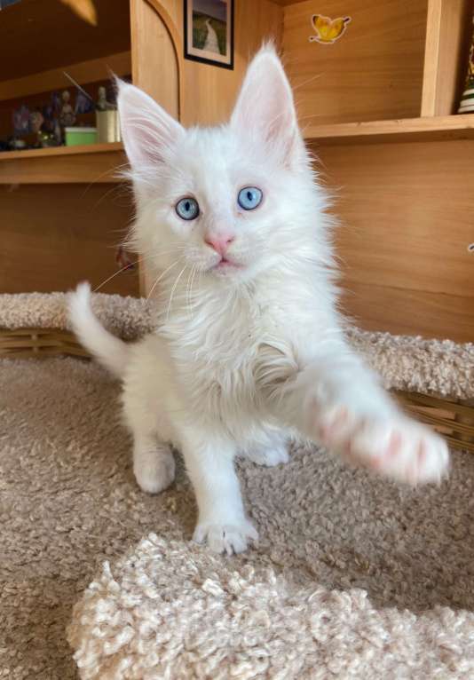 Кошки в Екатеринбурге: голубоглазый малыш Мальчик, 35 000 руб. - фото 4
