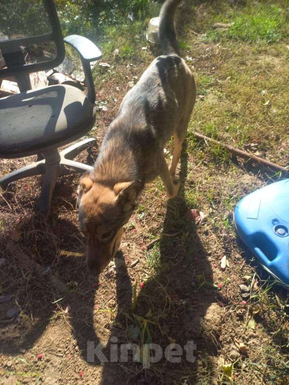 Собаки в Ростове-на-Дону: Собакен в добрые руки Девочка, Бесплатно - фото 2