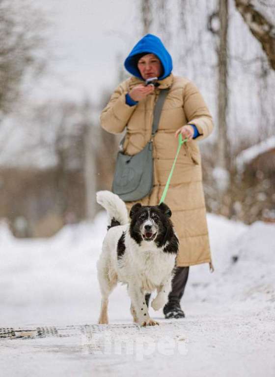 Собаки в Москве: Пушистая аусси Снежа в добрые руки Девочка, Бесплатно - фото 5