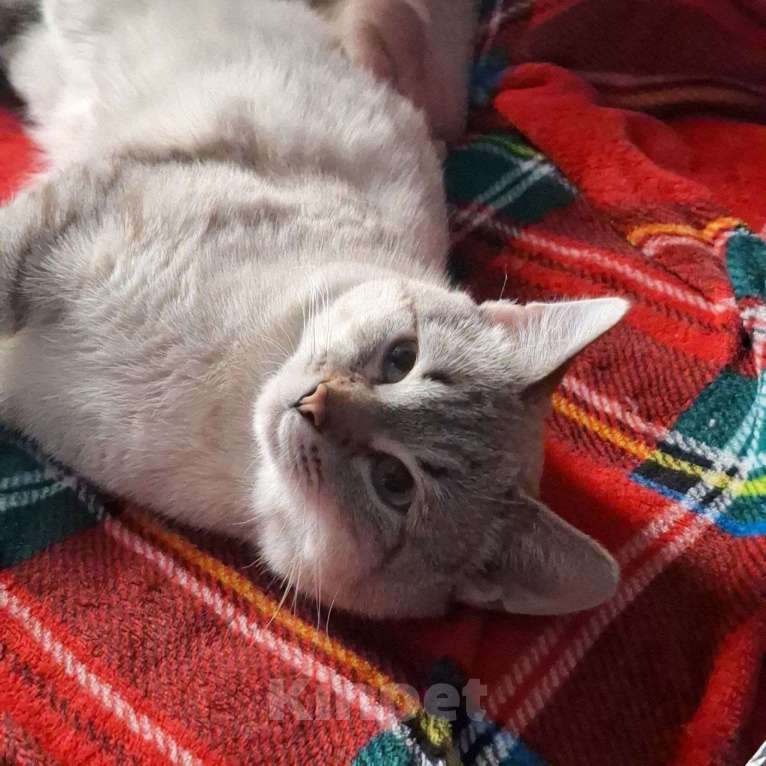 Кошки в Липецке: Голубоглазый красавец - Кефир) Мальчик, Бесплатно - фото 8