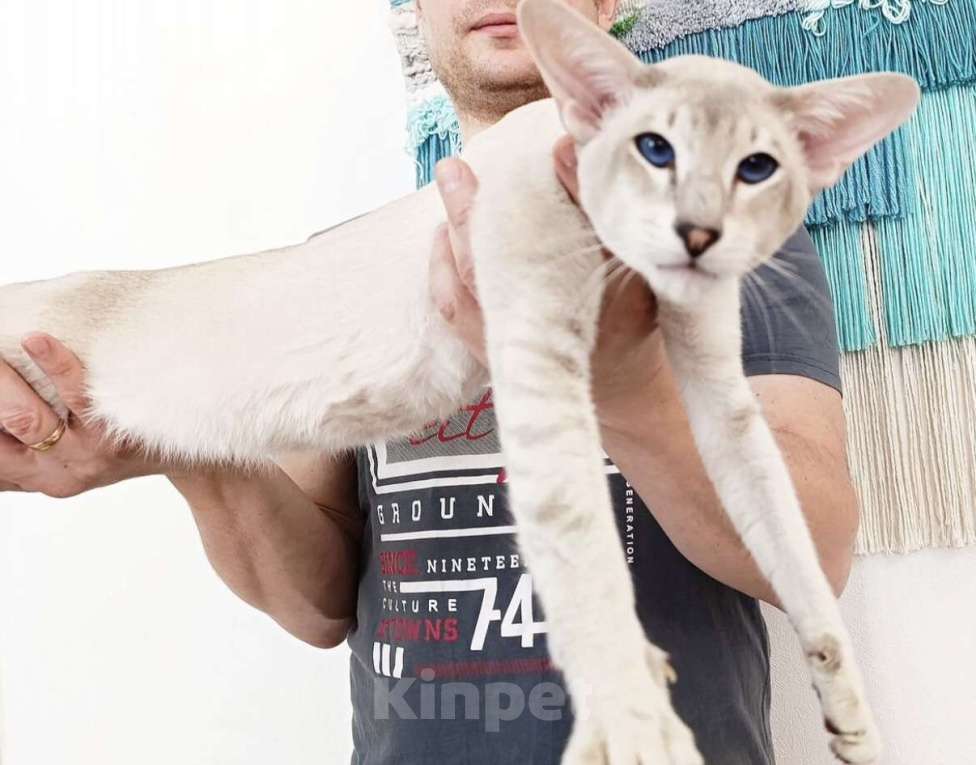 Кошки в Пятигорске: Ориентальный кот  Мальчик, 25 000 руб. - фото 3