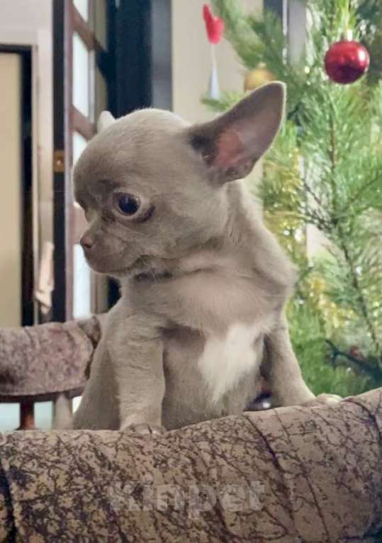 Собаки в Задонске: Кейси Девочка, 50 000 руб. - фото 2