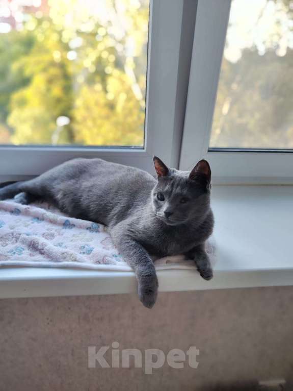 Кошки в Москве: Кошка в добрые руки  Девочка, Бесплатно - фото 1