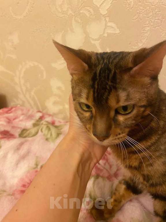 Кошки в Москве: Бенгальская кошка Марта в добрые руки (с характером принцессы) Девочка, Бесплатно - фото 5