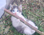 Кошки в Реутове: Котёнок в добрые руки Мальчик, Бесплатно - фото 4