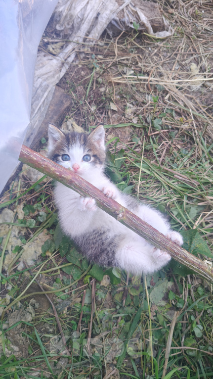 Кошки в Реутове: Котёнок в добрые руки Мальчик, Бесплатно - фото 4