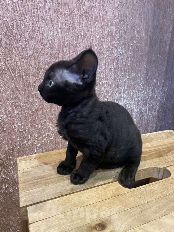 Кошки в Москве: Котёнок Девон рекс Мальчик, 25 000 руб. - фото 1