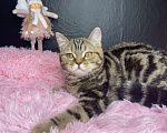 Кошки в Сургуте: Британские котята  Мальчик, 25 000 руб. - фото 9
