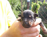 Собаки в Лыткарино: Вязка, 34 руб. - фото 5