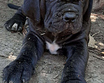 Собаки в Курске: Неаполитанские мастины, 80 000 руб. - фото 3