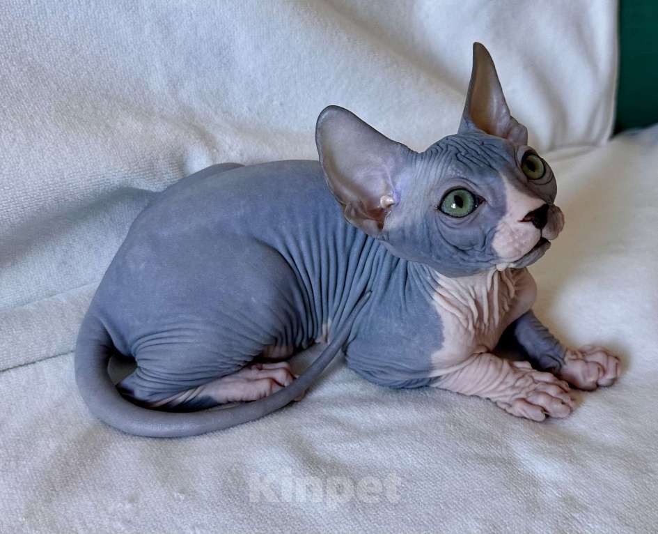 Кошки в Москве: Мальчик канадского сфинкса Мальчик, 45 000 руб. - фото 8