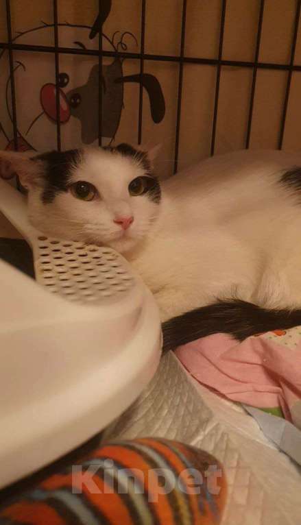 Кошки в Москве: Очарование по имени Понти Девочка, Бесплатно - фото 5