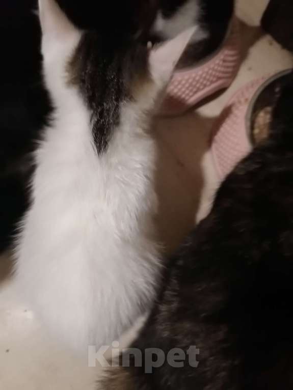 Кошки в Томске: Нежная прелестная белянка Девочка, 10 руб. - фото 3