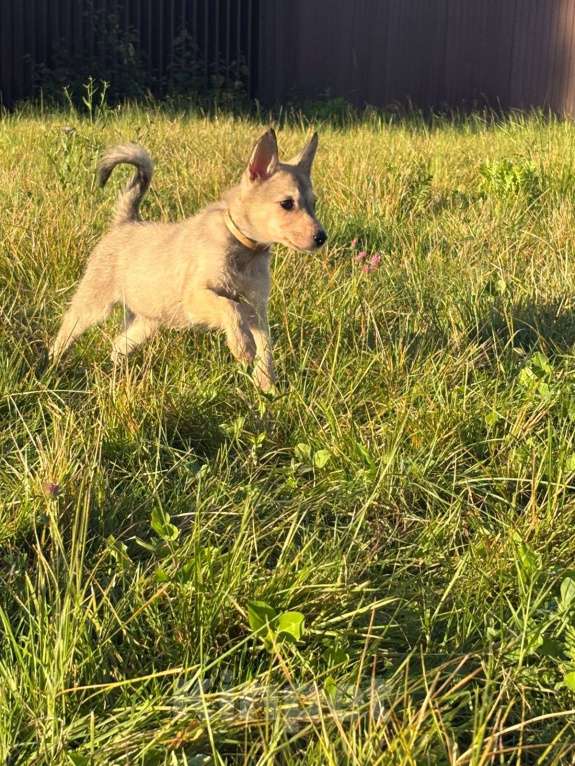 Собаки в Чехове: Маруся ищет «добрый ручки» Девочка, Бесплатно - фото 2