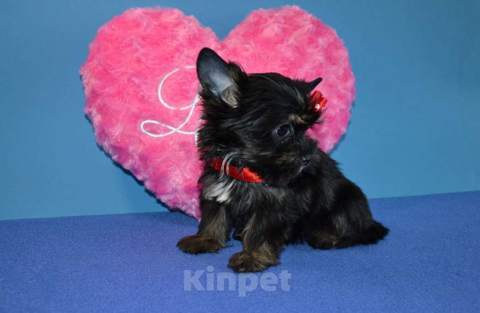 Собаки в Москве: Щенок -девочка цветного йорка Девочка, 45 000 руб. - фото 3