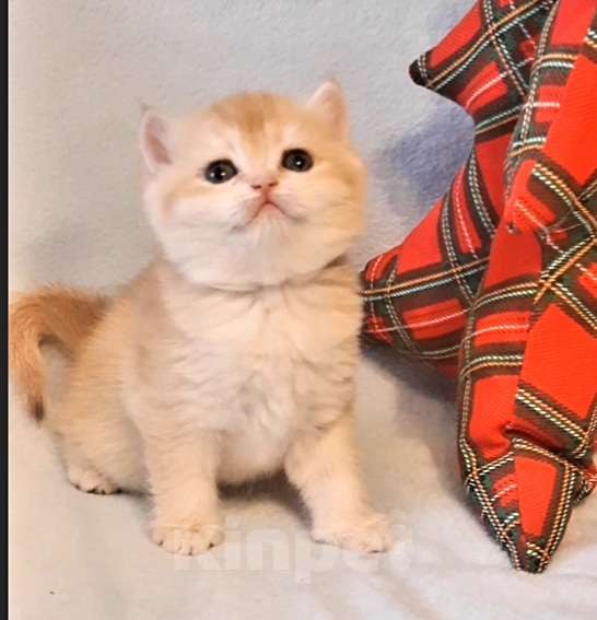 Кошки в Москве: Девочка bsh by12 Девочка, 50 000 руб. - фото 3