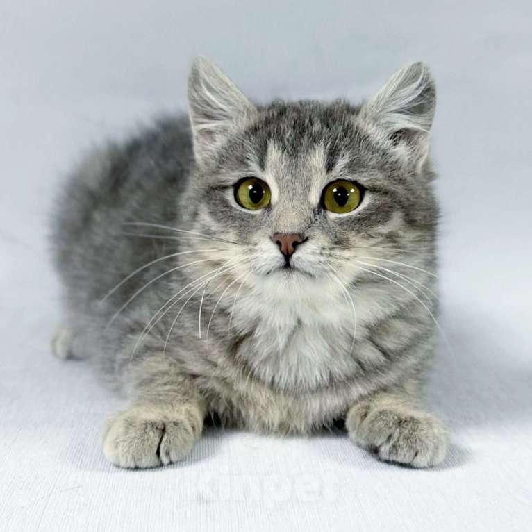 Кошки в Москве: Котенок Лея ищет дом Девочка, Бесплатно - фото 2