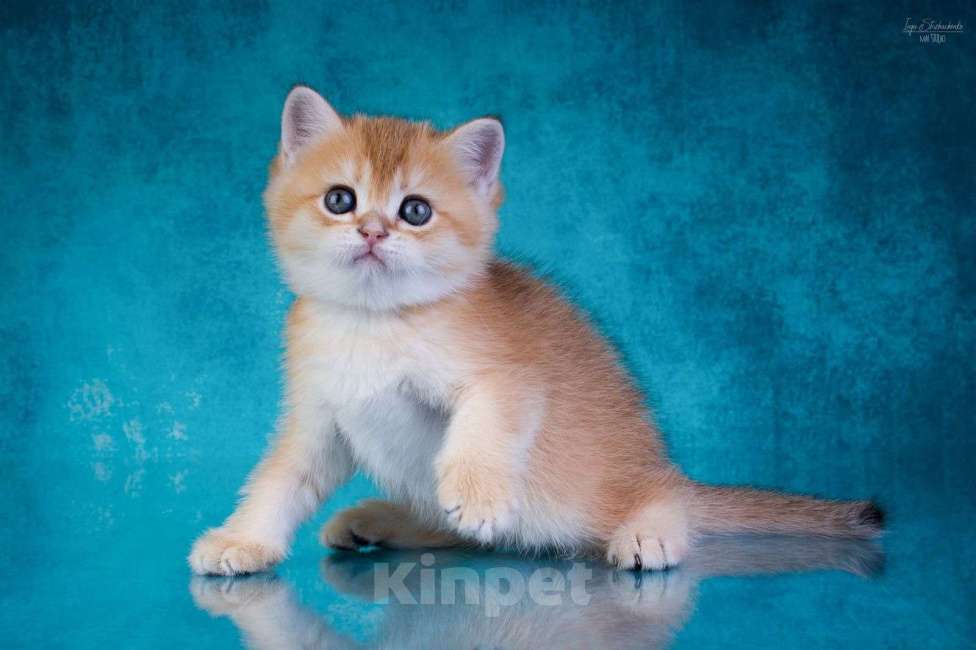 Кошки в Петрозаводске: Шотландские котята золотая шиншилла Мальчик, 50 000 руб. - фото 8