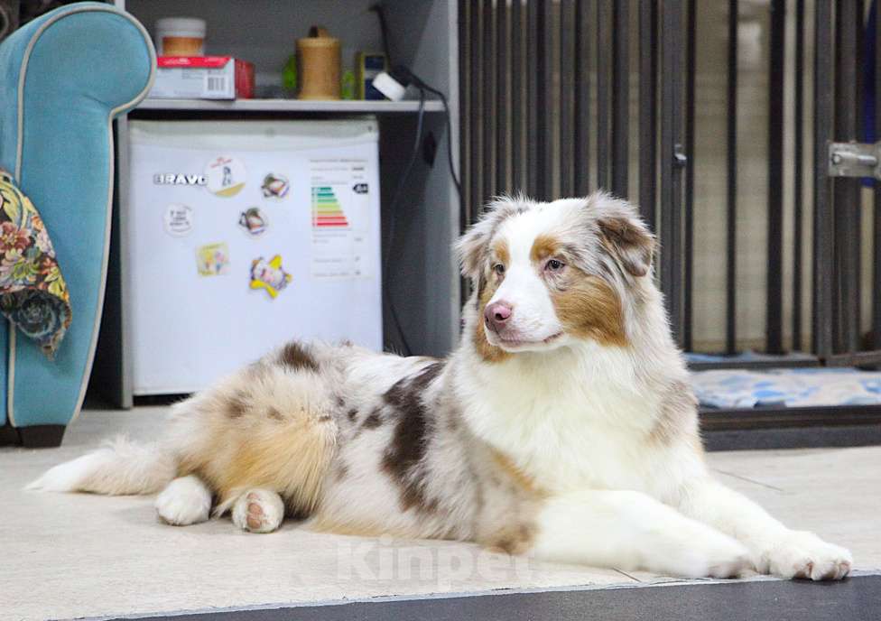 Собаки в других городах Владимирской области: щенок австралийской овчарки Девочка, 90 000 руб. - фото 5