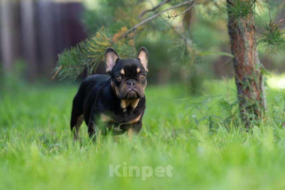 Собаки в других городах Московской области: Маленькая компактная девочка Девочка, 100 000 руб. - фото 6