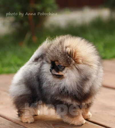 Собаки в Долгопрудном: Щенки померанского шпица  Девочка, 150 000 руб. - фото 5