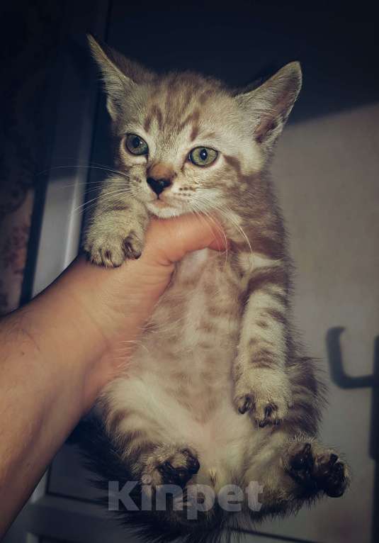 Кошки в Туле: Снежный мальчик Мальчик, 7 000 руб. - фото 4