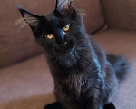 Кошки в Уфе: Мейн-кун котята Мальчик, 40 000 руб. - фото 2