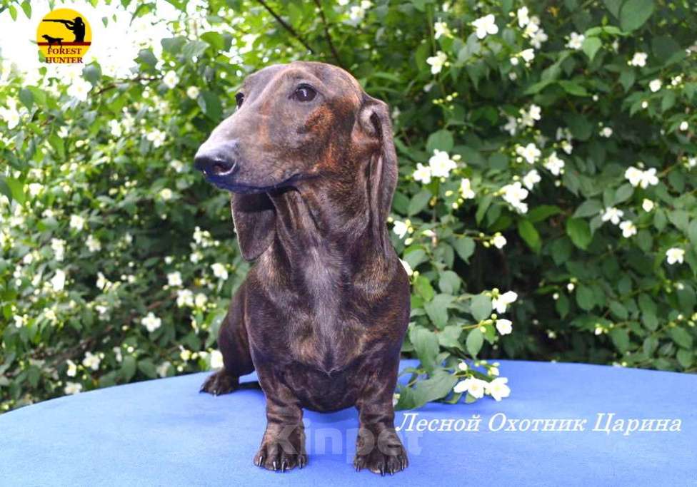 Собаки в Москве: Щенок таксы стандартной тигрового окраса Девочка, 50 000 руб. - фото 3