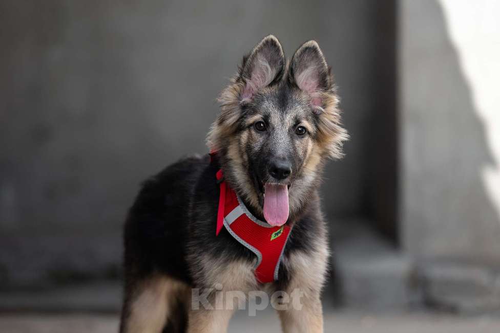 Собаки в Москве: Тайга - ваш личный медвежонок Девочка, Бесплатно - фото 2