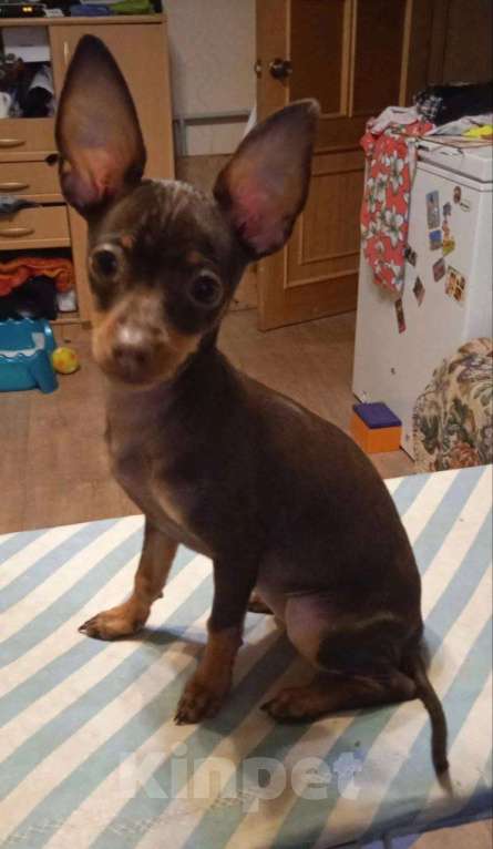 Собаки в Санкт-Петербурге: пропала тойтерьер Девочка, 10 000 руб. - фото 2