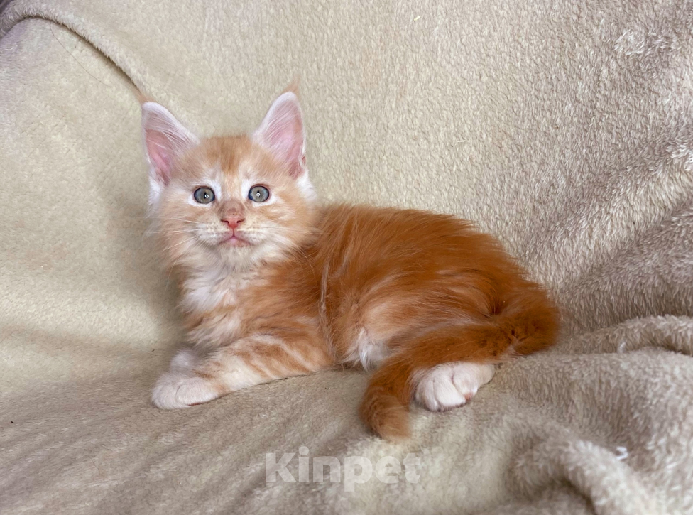 Кошки в Дмитрове: Красный дымчатый мальчик мейн кун Weres Мальчик, 40 000 руб. - фото 1