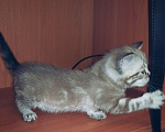 Кошки в Туле: Бенгальские котята Мальчик, 7 000 руб. - фото 2