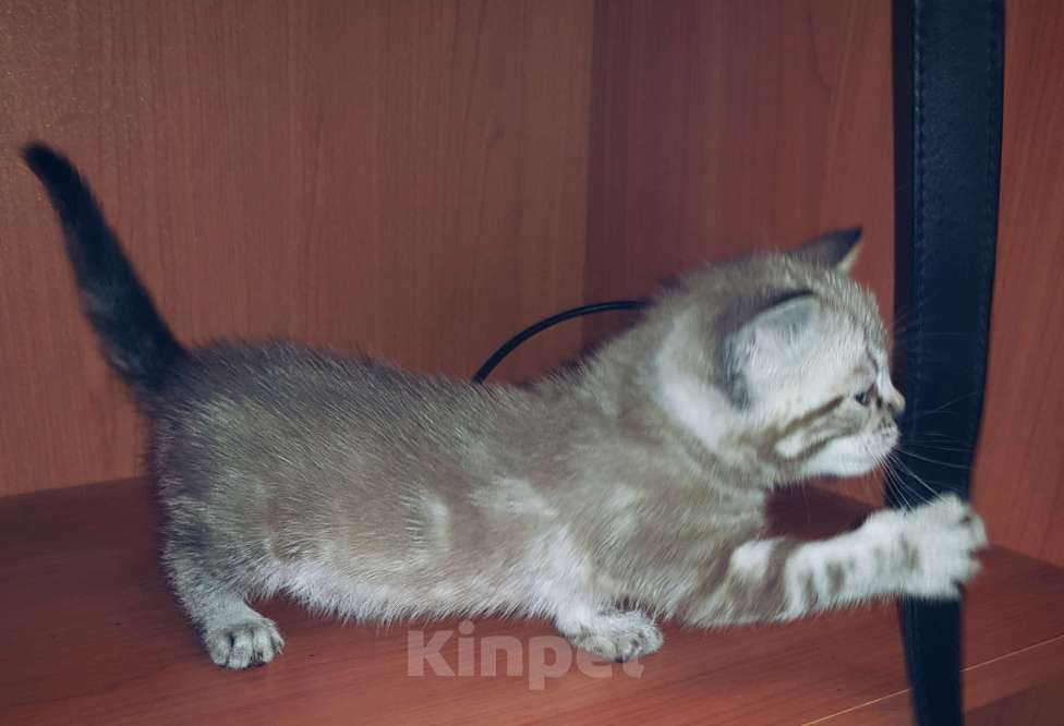 Кошки в Туле: Бенгальские котята Мальчик, 7 000 руб. - фото 2