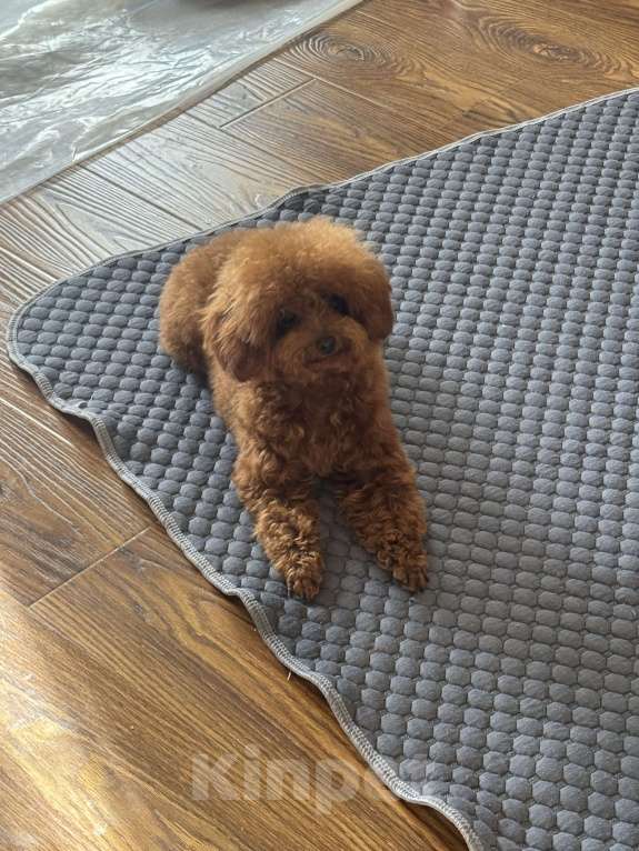 Собаки в Ейске: Продаю щенков Тедди пудель, импорт Китай🇨🇳, девочка 9 месяцев, мальчик 11 месяцев  Девочка, 230 000 руб. - фото 6