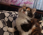 Кошки в других городах Новосибирской области: Котёнок Мейн-кун  Девочка, 18 000 руб. - фото 8