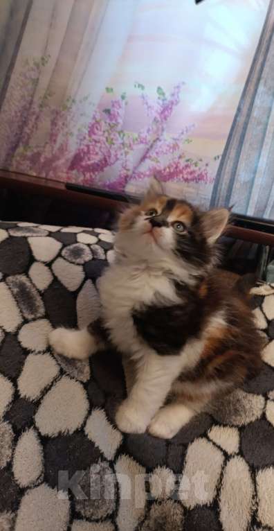 Кошки в других городах Новосибирской области: Котёнок Мейн-кун  Девочка, 18 000 руб. - фото 8