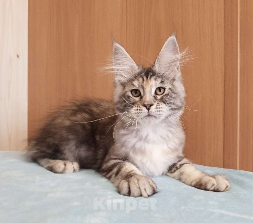 Кошки в Владимире: Мейн-кун кошечка - серебристая черепашка Девочка, 50 000 руб. - фото 5